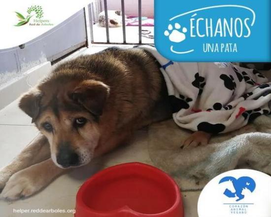 Corazón Animal Vegano