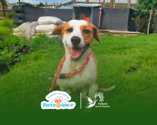 Perro Amor Foundation