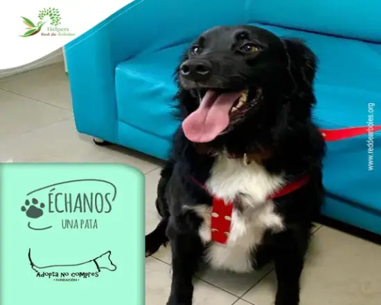 Adopta No Compres Fundation